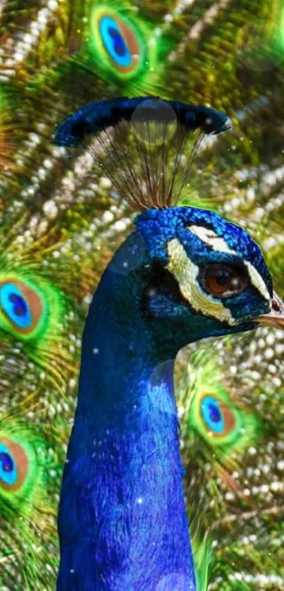Vibrant peacock with open feathers showcasing colorful plumage for mobile wallpaper.