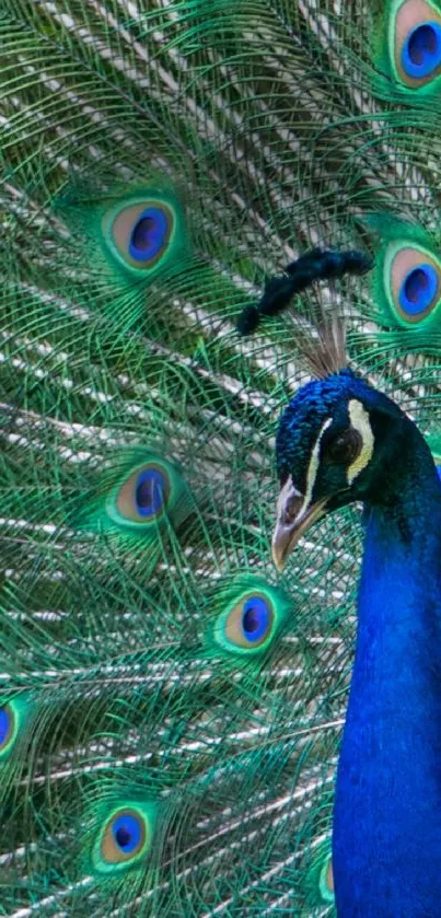 Vibrant peacock with colorful feathers in display, perfect for phone wallpaper.