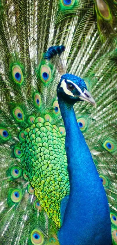 Vibrant peacock with fully spread feathers, showcasing teal and green colors.