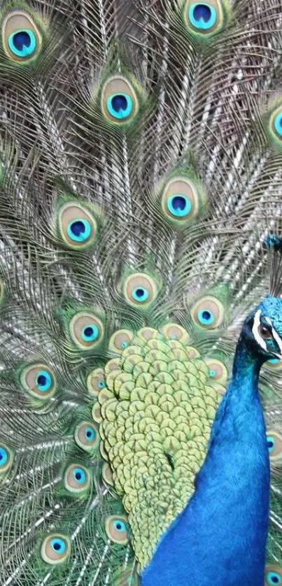 Peacock spreading vibrant blue and green feathers in detailed display.