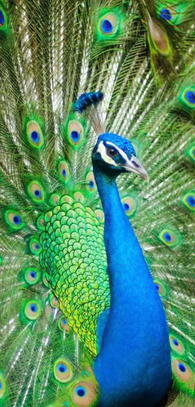 Vibrant peacock with open feathers displaying green and blue hues.