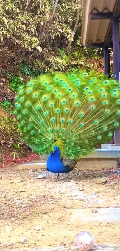 A vibrant peacock displays its feathers outdoors.