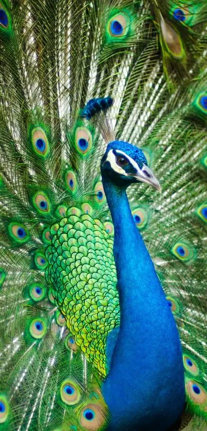 Vibrant peacock displaying colorful feathers in this mobile wallpaper.