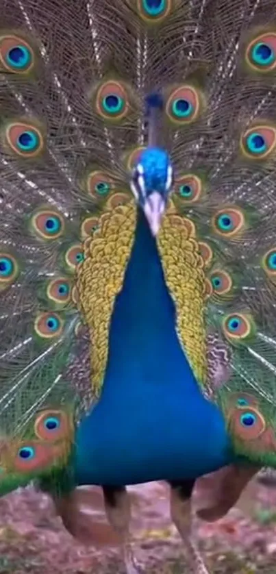 Vibrant peacock displaying its beautiful feathers with blue and green hues.