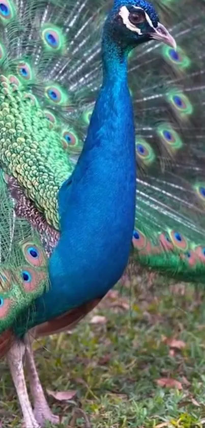 Vibrant blue and green peacock displaying its feathers.