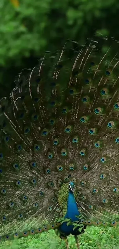 Beautiful peacock with vibrant feathers displayed against a lush green background.