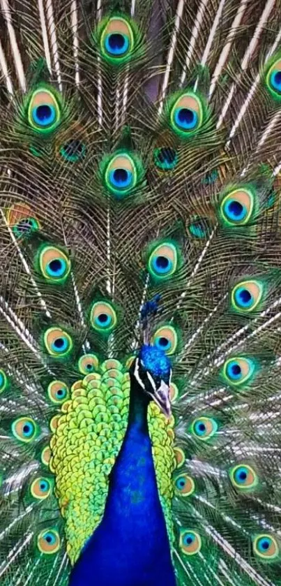 Vibrant peacock with fully spread colorful feathers.