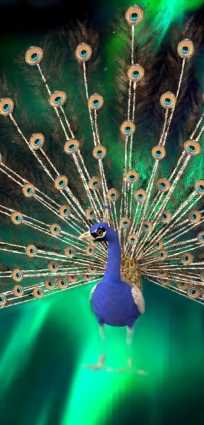 Peacock displaying feathers with vibrant green and blue hues.