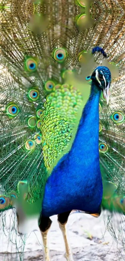 Vibrant peacock in full display with colorful feathers spread wide.