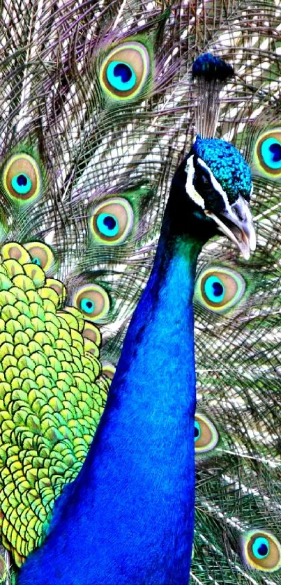 Colorful peacock with vibrant feathers on display.