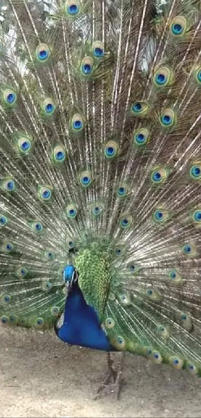 Vibrant peacock spreading its tail feathers in a natural setting.