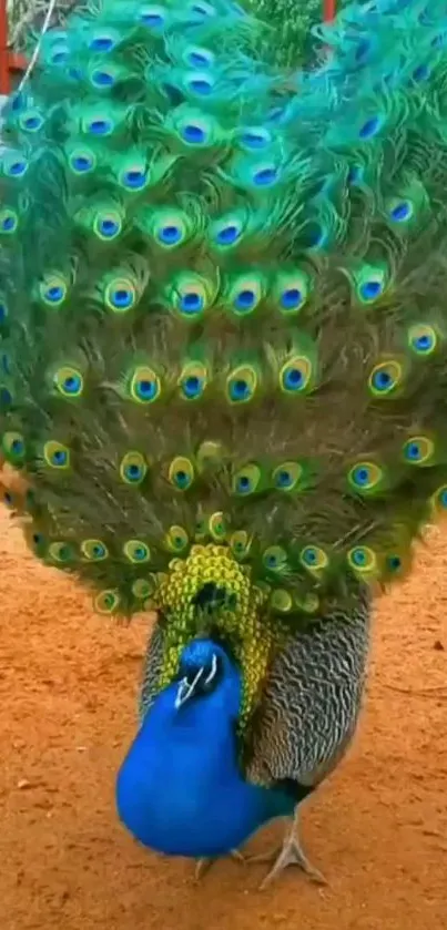 Mobile wallpaper featuring a colorful peacock with vibrant feathers.