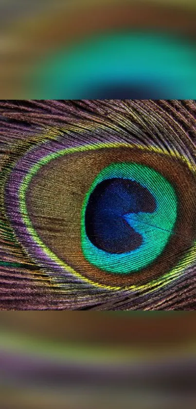 Close-up of a vibrant peacock feather art.