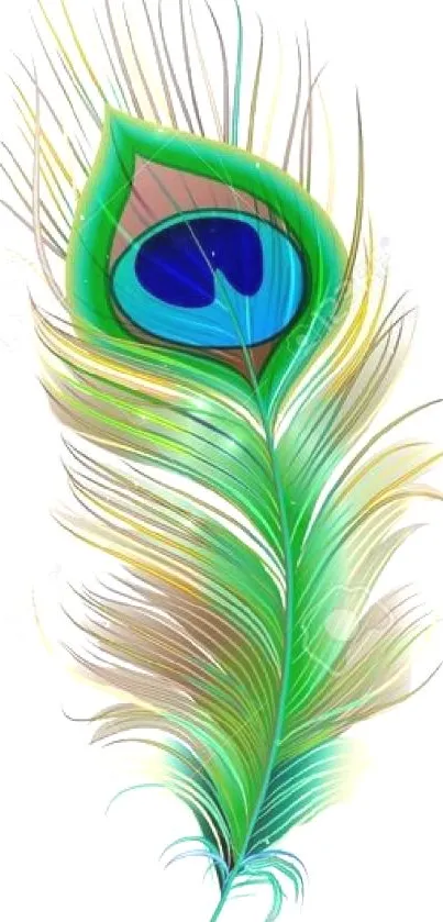 Vibrant green peacock feather on white background mobile wallpaper.