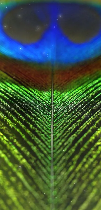 Vibrant peacock feather with green and blue hues, perfect for mobile wallpaper.