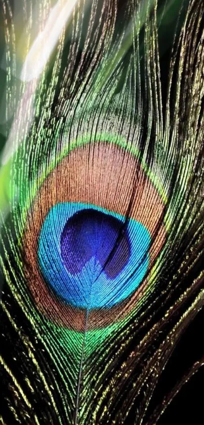 Vibrant peacock feather with rich colors and intricate design.