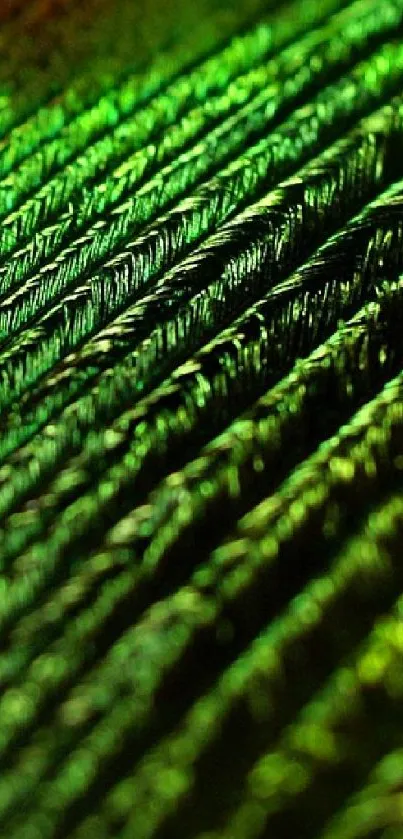 Vibrant green and blue peacock feather wallpaper for mobile.