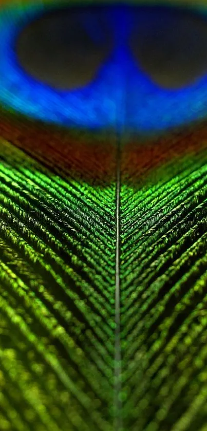 Close-up of a colorful peacock feather with vibrant green and blue hues.