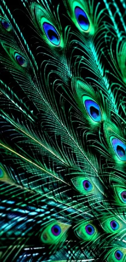 Close-up of vibrant teal peacock feathers with intricate patterns.