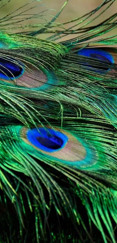 Vibrant, detailed peacock feather wallpaper for mobile.