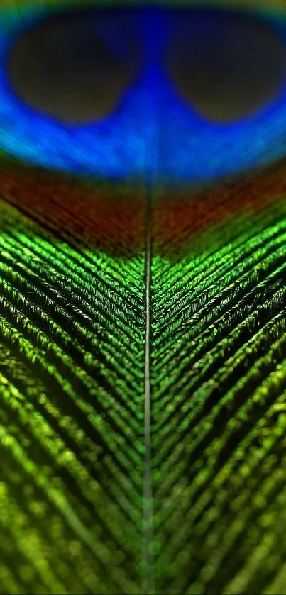 Detailed close-up of a vibrant peacock feather with bright green and blue hues.