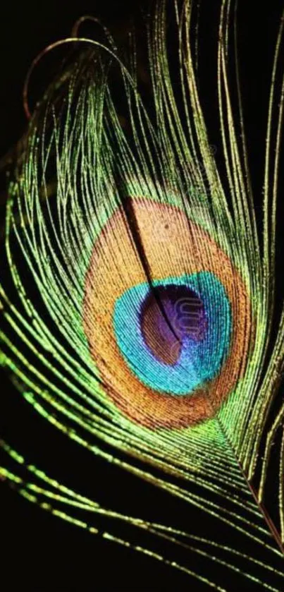 Vibrant peacock feather with iridescent colors on mobile wallpaper.