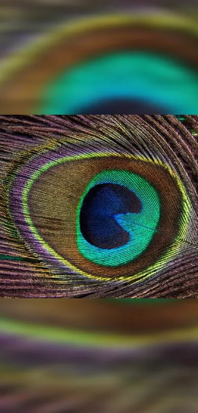 Close-up of a vibrant peacock feather pattern with teal and brown hues.