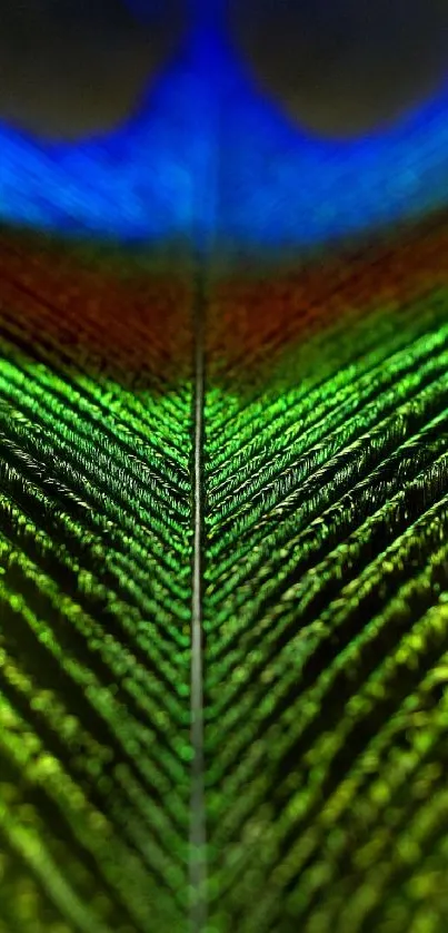 Close-up of a vibrant peacock feather with green and blue hues.