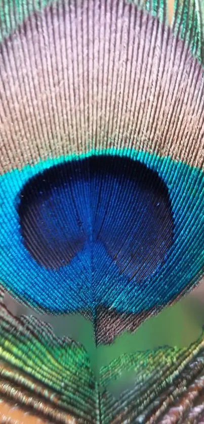 Vibrant peacock feather, blue and green hues, mobile wallpaper.