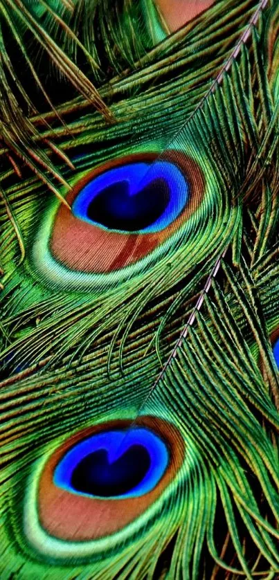 Vibrant and colorful peacock feathers wallpaper for mobile phone screens.