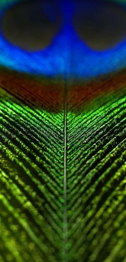 Vibrant green and blue peacock feather on mobile wallpaper.