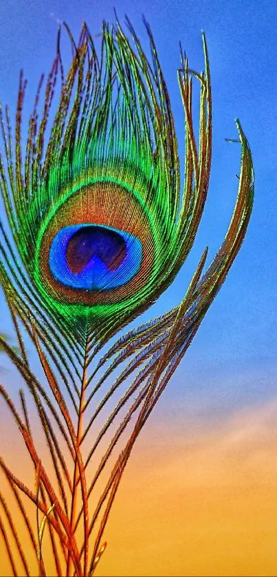 Vibrant peacock feather against a gradient sky background.