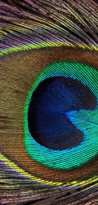 Close-up of a vibrant blue and green peacock feather, ideal for mobile wallpaper.