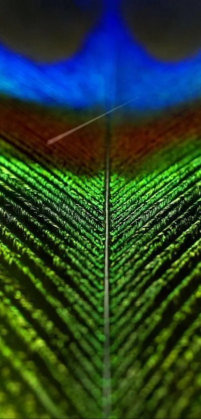 Close-up of a vibrant, colorful peacock feather showcasing intricate patterns.