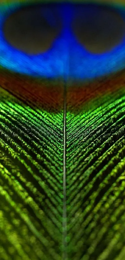 Close-up of a vibrant peacock feather with green and blue hues.