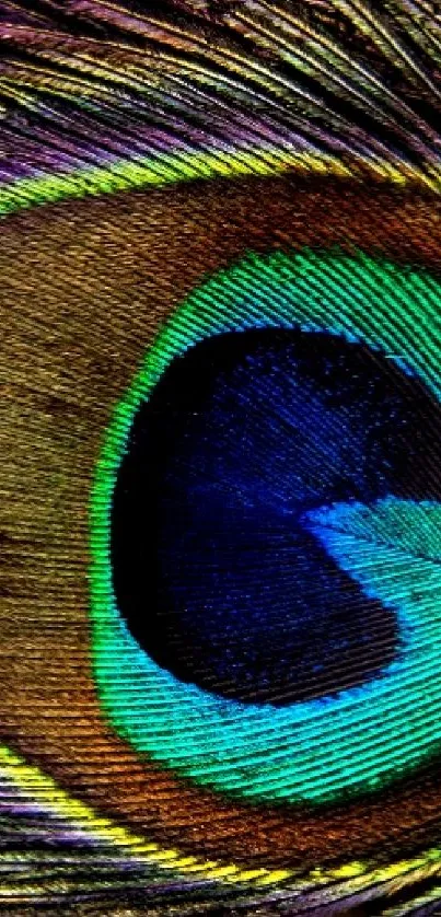 Close-up of a colorful peacock feather showcasing vibrant greens and blues.