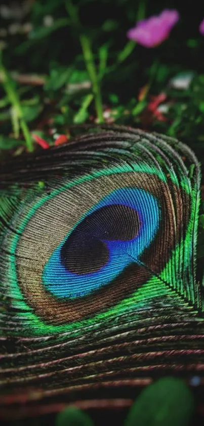 Close-up of a vibrant peacock feather with green and blue hues.