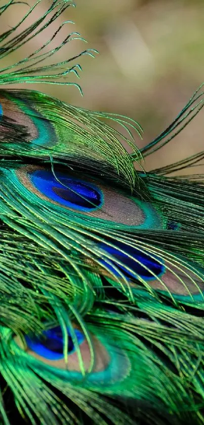 Detailed peacock feathers with green and blue hues creating a vibrant pattern.