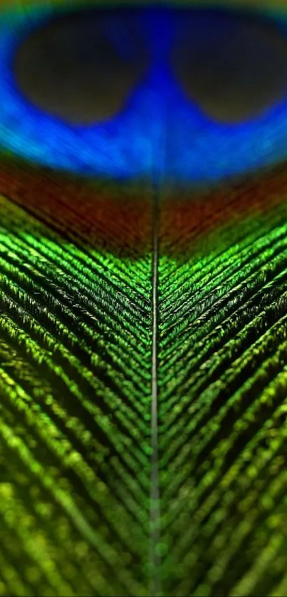 Close-up of a vibrant peacock feather showcasing intricate patterns.