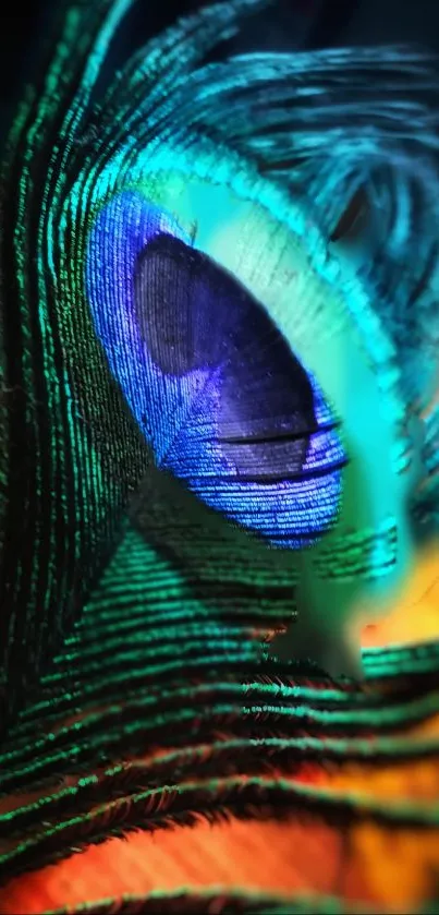 Colorful close-up of a peacock feather with vibrant hues.