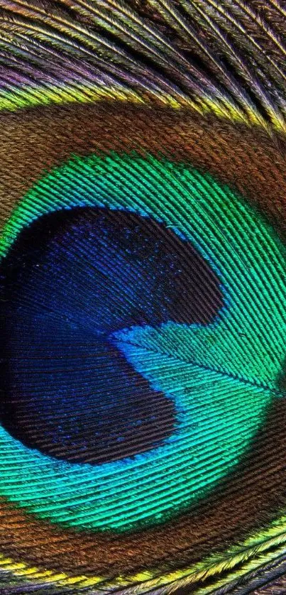 Close-up of a vibrant peacock feather with teal and green hues.