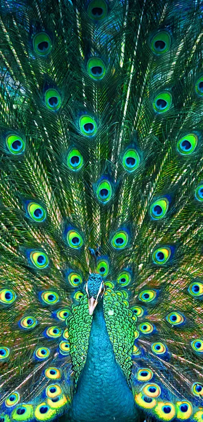 Majestic peacock displaying vibrant feathers.