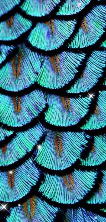 Turquoise and blue peacock feather texture wallpaper.