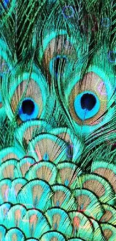 Vibrant teal and blue peacock feather wallpaper design.