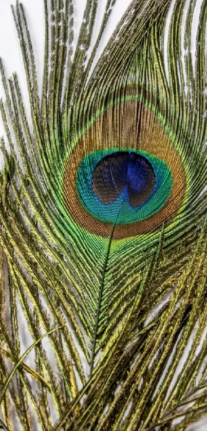 Peacock feather wallpaper with vibrant colors and intricate design.