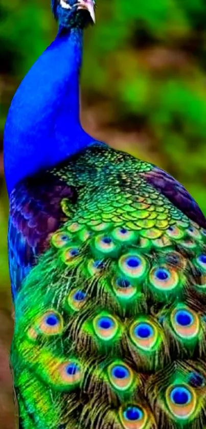 Vibrant green and blue peacock feather wallpaper for mobile phone.