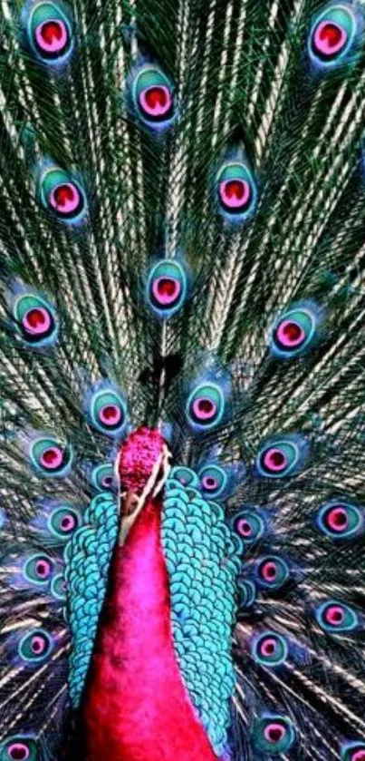 Vibrant peacock feathers spread majestically.