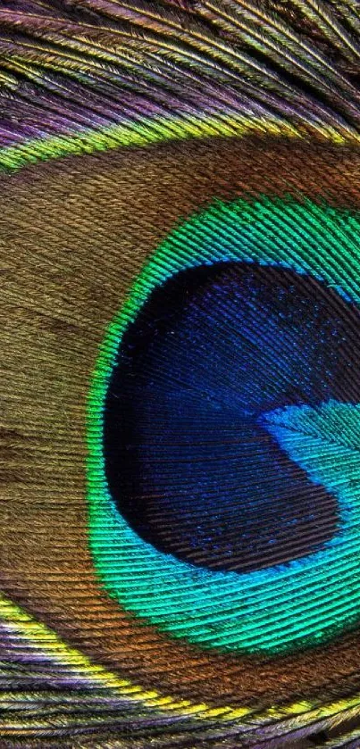 Close-up of a colorful peacock feather with intricate patterns.