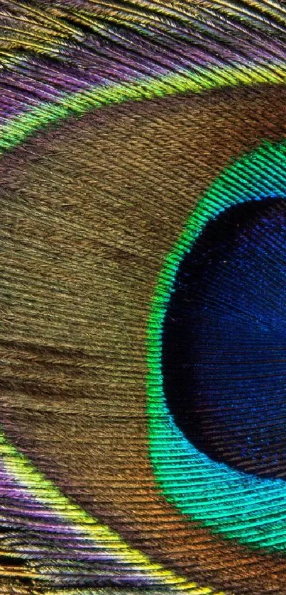 Close-up of a vivid peacock feather with intricate patterns.