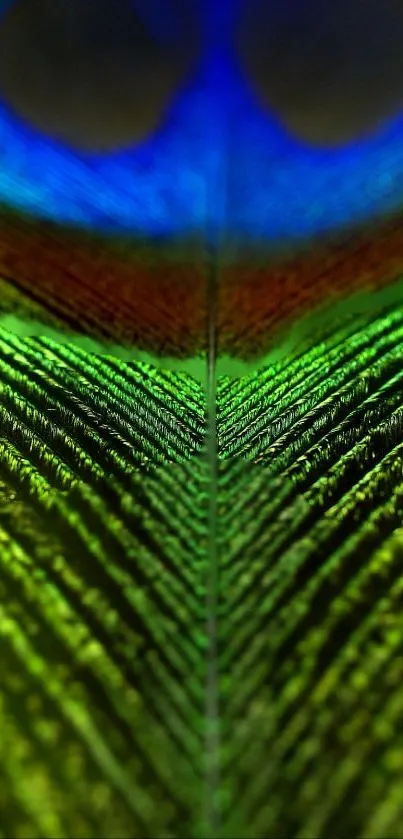 Close-up of a vibrant, colorful peacock feather wallpaper.